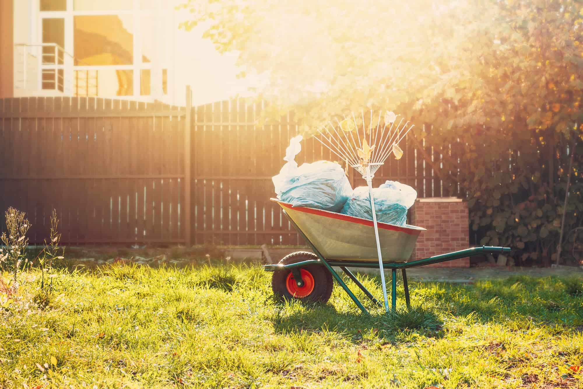 Yard Clean Up